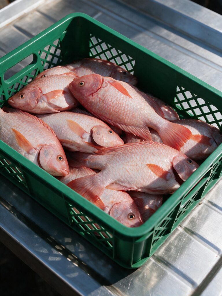 Cosecha Tilapia (1)