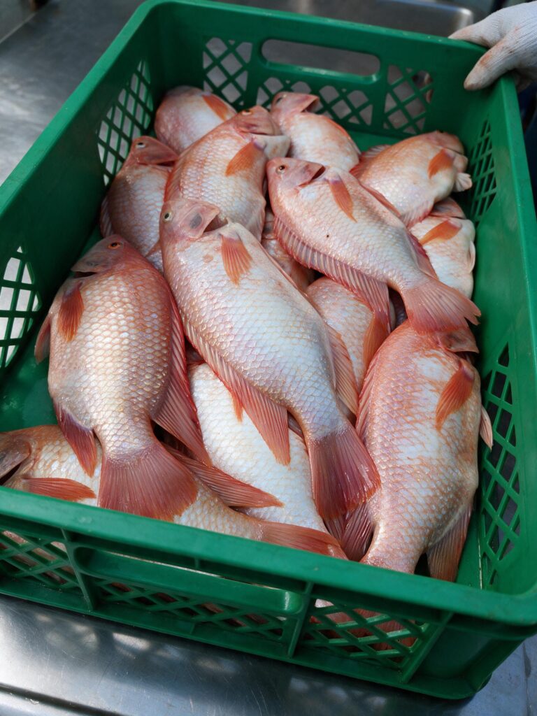 Cosecha Tilapia (2)