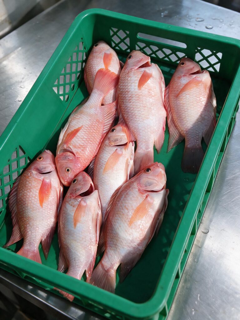 Cosecha Tilapia (4)