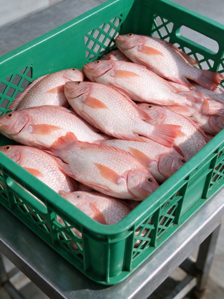 Cosecha Tilapia (5)