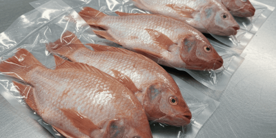 Tilapia en Bolsa